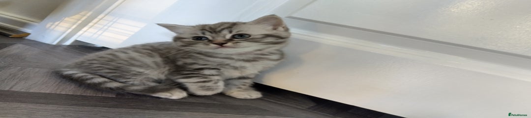 British Shorthair Kitten 2 PINK COLLAR 