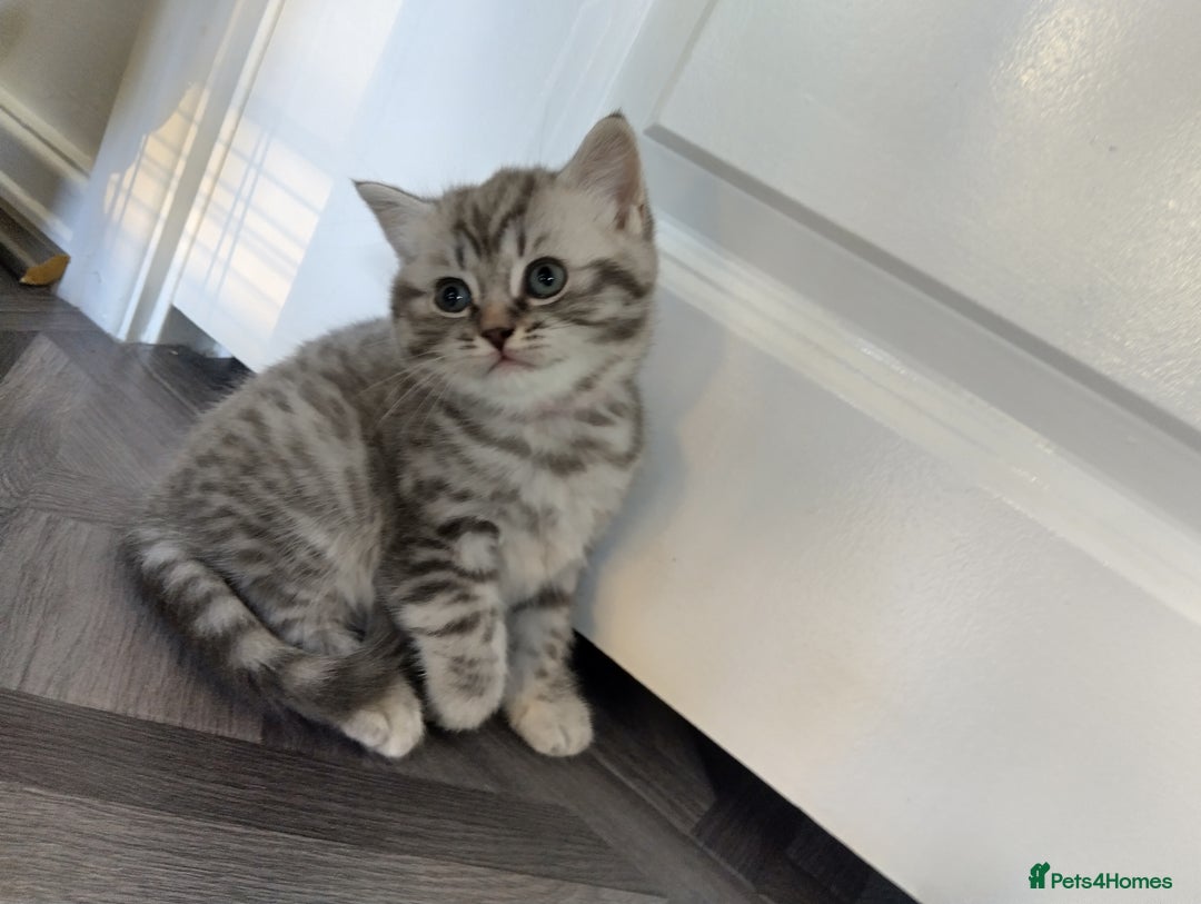 British Shorthair cats for sale: Ready to leave British Shorthair Kiitens - Image 4