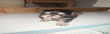 Mixed Breed Puppy 2