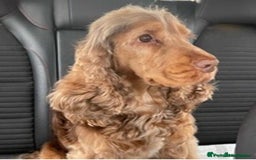 Cocker Spaniel dogs for sale: Rainbow Kennel Club  - Image 8