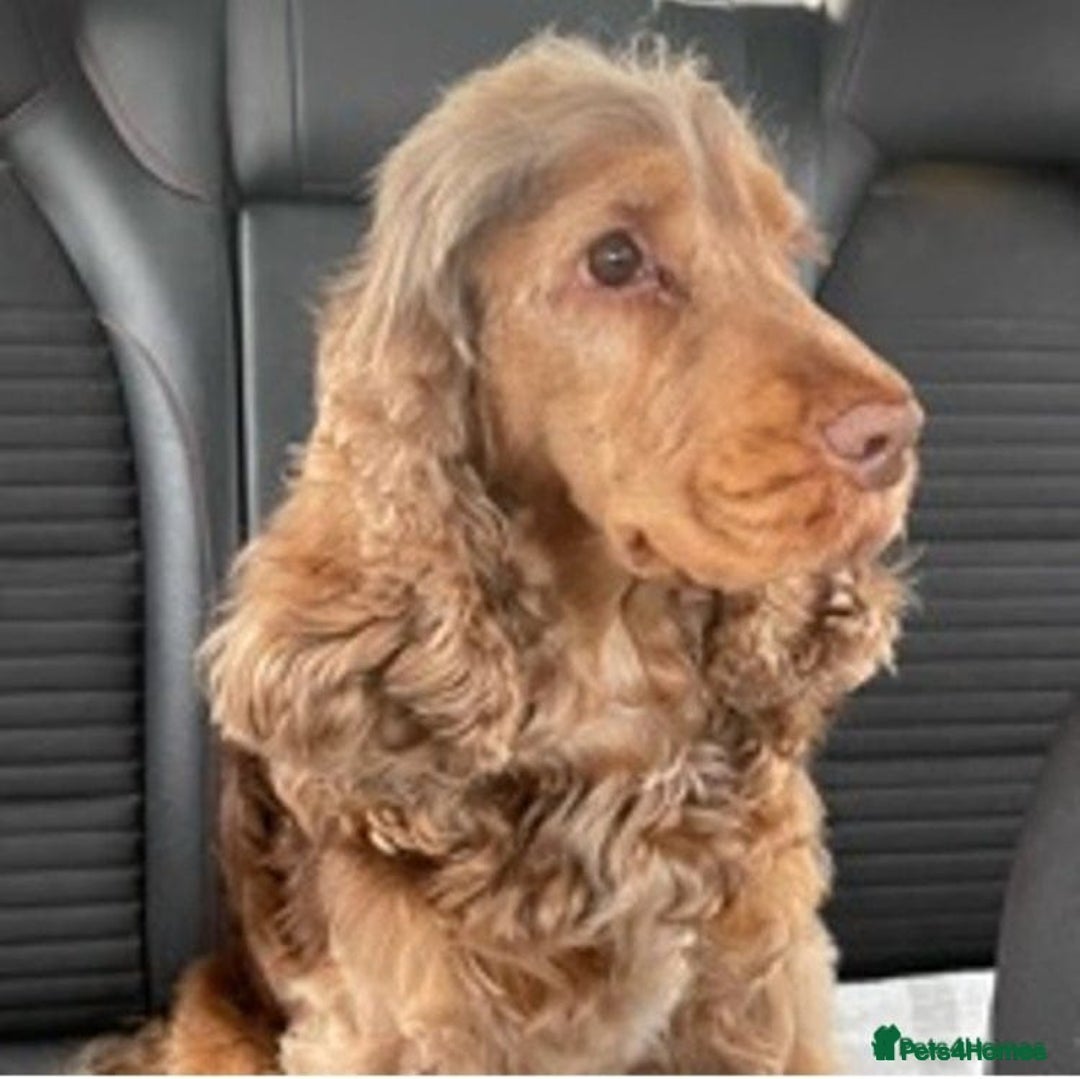 Cocker Spaniel dogs for sale: Rainbow Kennel Club  - Image 8