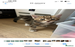 Mixed Breed cats for sale: Kittens amazing kittens  - Image 8