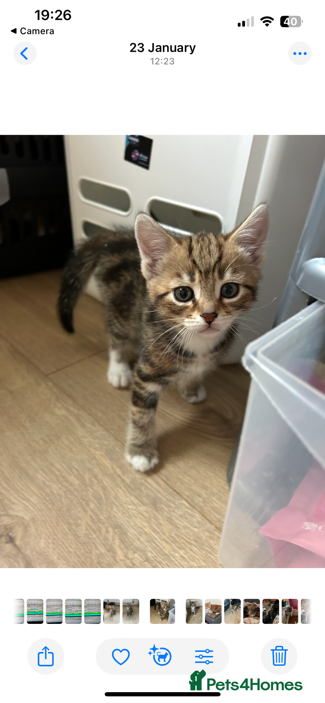 Mixed Breed cats for sale: Kittens amazing kittens  - Image 8
