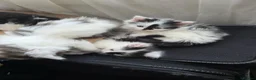 Mixed Breed cats for sale: Cats for sale  - Advert 24