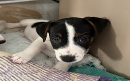 Jack Russell dogs for sale: Jack Russell  - Image 2