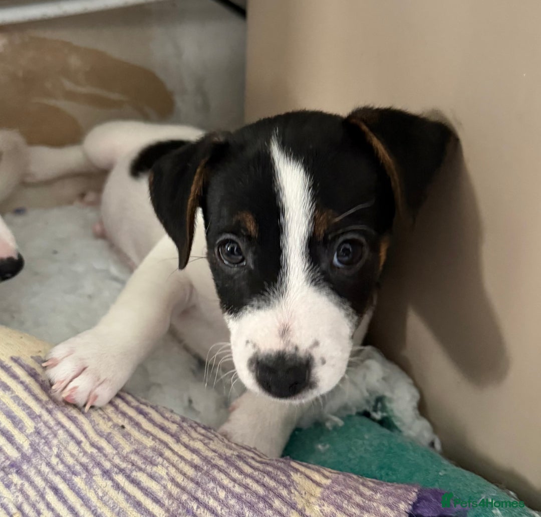 Jack Russell dogs for sale: Jack Russell  - Image 2