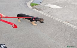 Border Terrier dogs for sale: Fully vaccination 1 boy left  - Image 1