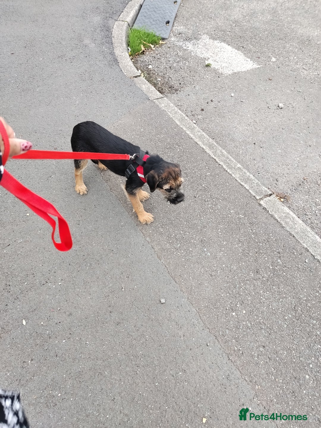 Border Terrier dogs for sale: Fully vaccination 1 boy left  - Image 1