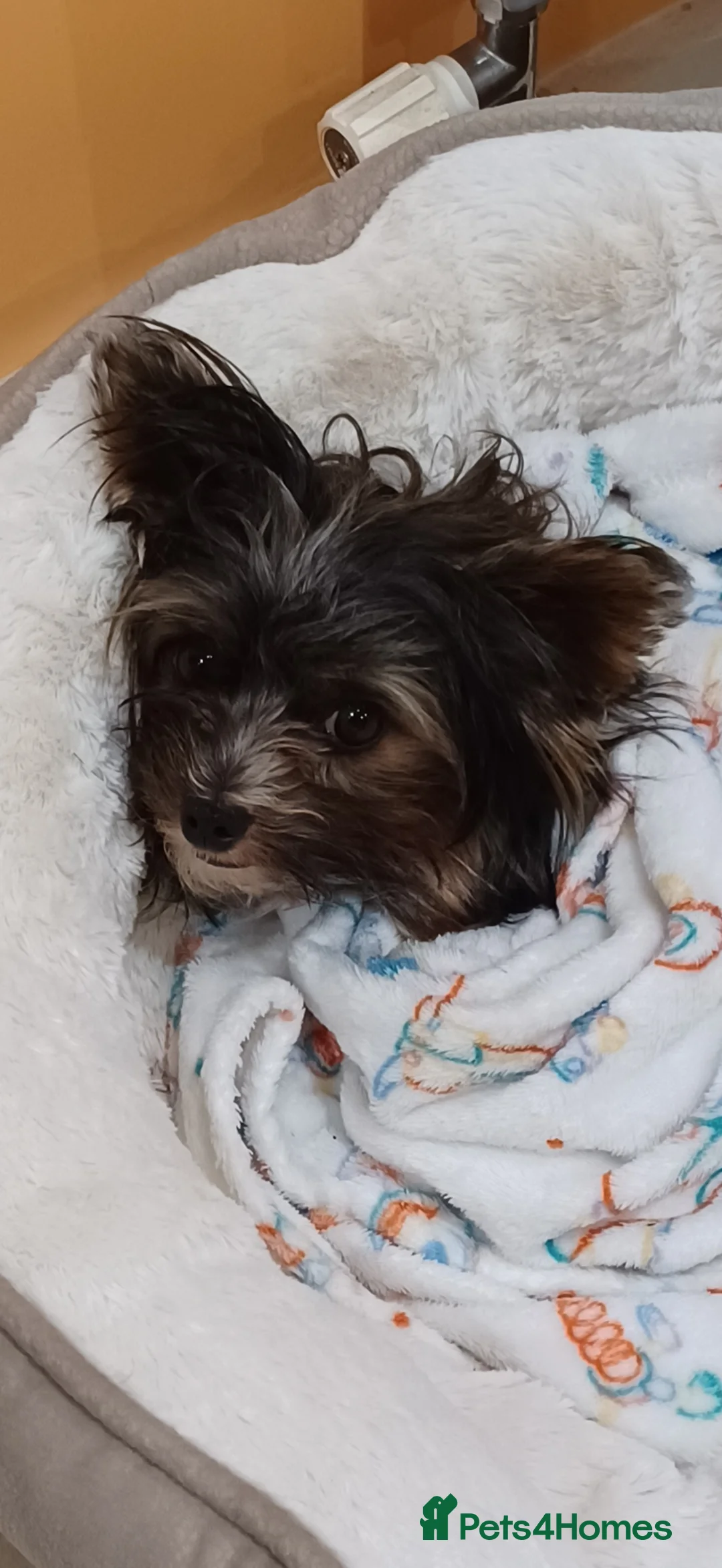 Yorkshire Terrier dogs for stud: Purebred BiewerTerrier/ColourfulYorkie Proven Stud in Merthyr Tydfil - Advert 7