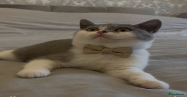 British Shorthair cats - Advert 8