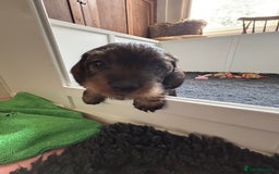 Miniature Dachshund dogs for sale: Miniature Wire-Haired Dachshund in Crediton - Image 4