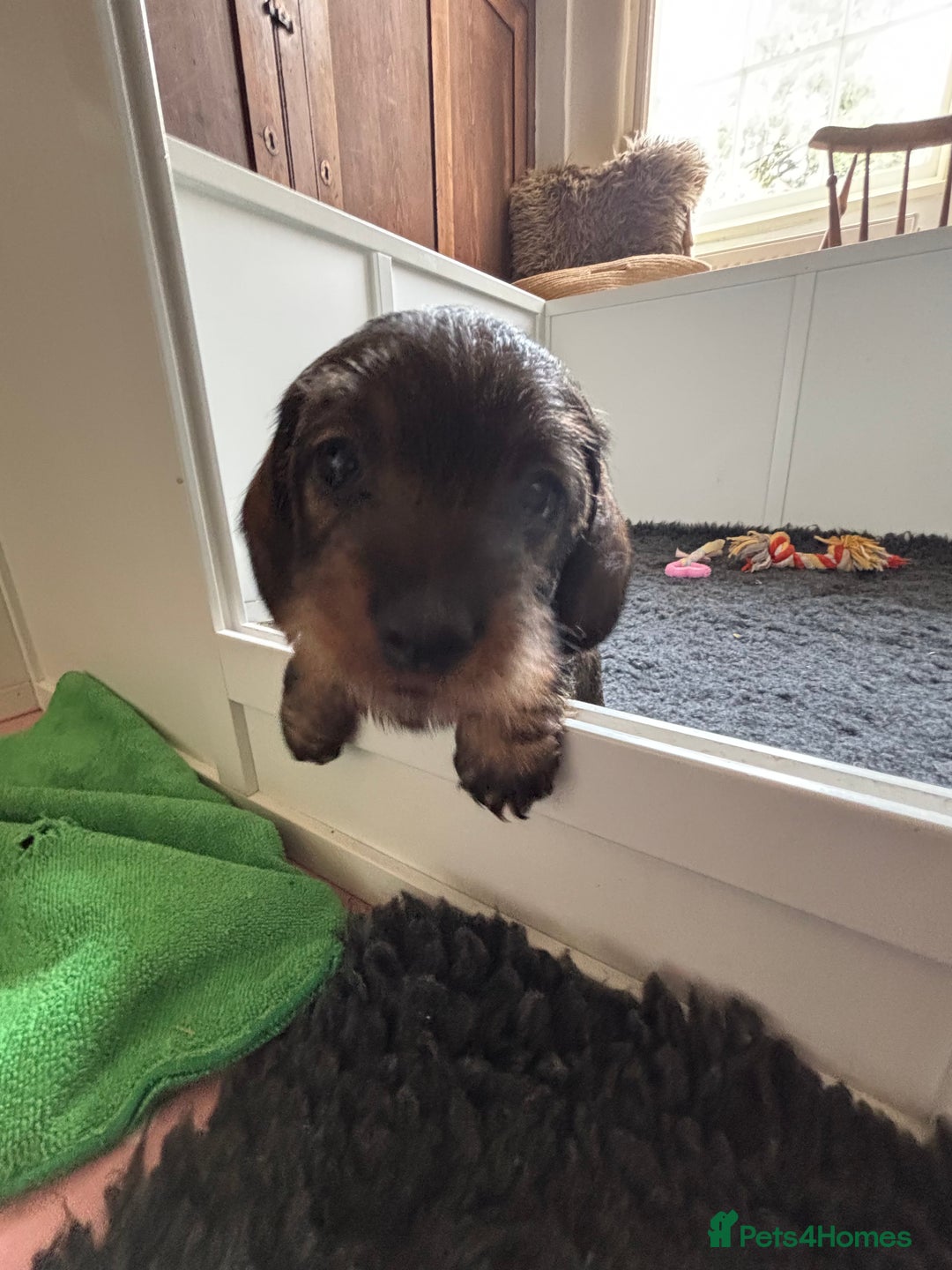 Miniature Dachshund dogs for sale: Miniature Wire-Haired Dachshund in Crediton - Image 4