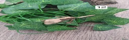Gecko reptiles for sale: Crested geckos - Advert 23