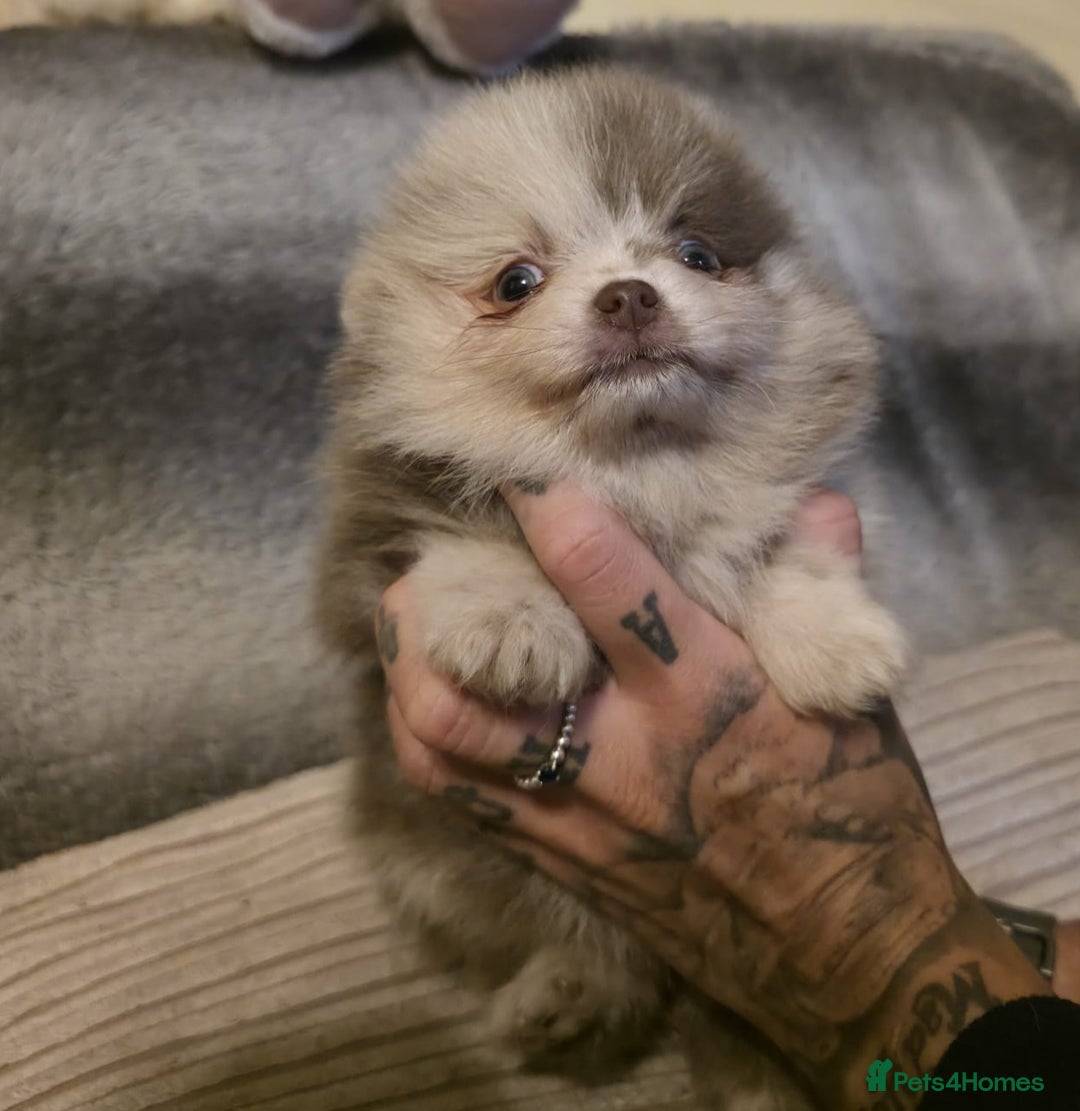 Pomeranian dogs for sale: Rare miniature Teddy face pomeranian puppies  - Image 29