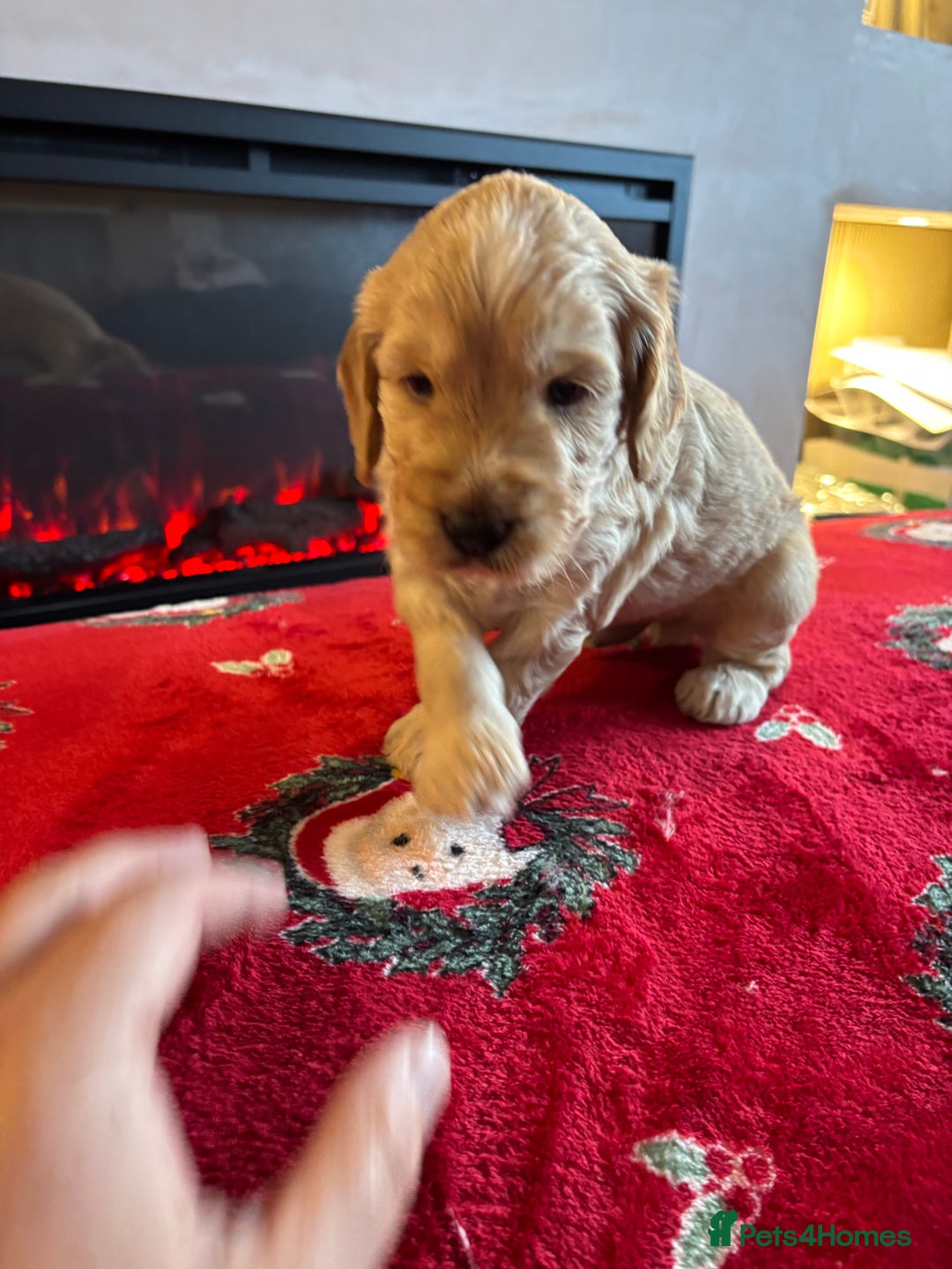 Cockapoo dogs for sale: Boys cockerpoo puppies - Advert 2
