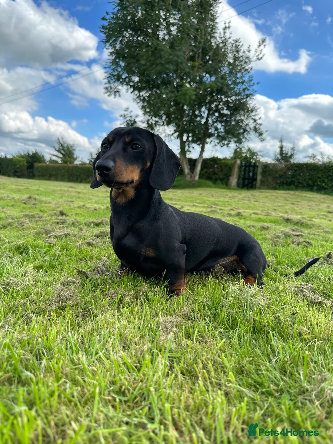 Miniature Dachshund dogs for stud: Earl of Smearsett in Carlisle - Advert 2