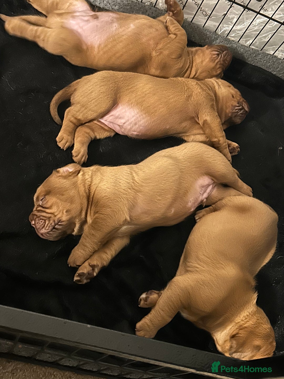 Dogue De Bordeaux dogs for sale: 🐾Dogue de Bordeaux Puppies Champion Bloodlines  - Image 6