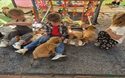 Dogue De Bordeaux dogs for sale: Dogue de Bordeaux puppies  - Advert 4