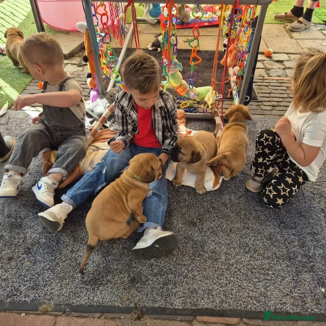 Dogue De Bordeaux dogs for sale: Dogue de Bordeaux puppies  - Advert 4