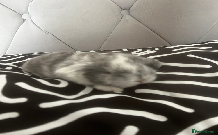 Mini Lop rabbits - Advert 22