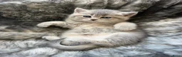 British Shorthair cats for sale: Gorgeous Blue Golden BSH /Green eyes 💚 - Advert 3