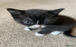 Mixed Breed cats for sale: Russian Blue/tuxedo cross kittens - Image 4