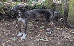 Lurcher dogs for adoption: Norman, young lurcher in rescue - Image 4