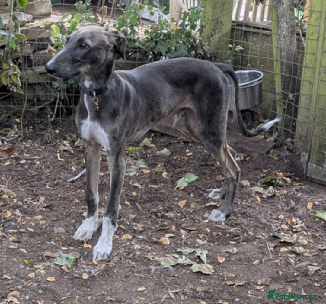 Lurcher dogs for adoption: Norman, young lurcher in rescue - Image 4