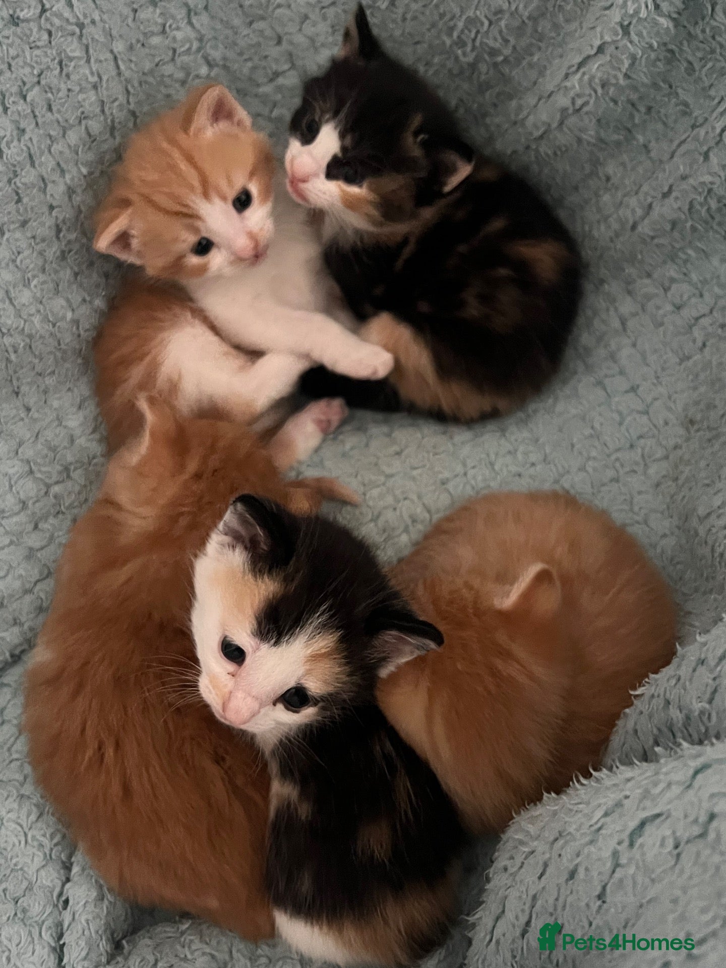 Mixed Breed cats for sale: Kittens  - Advert 16