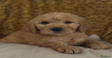 Goldendoodle dogs - Advert 3