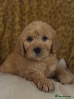 Goldendoodle dogs - Advert 1