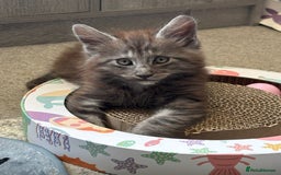 Maine Coon cats for sale: Last 2 Beautiful mc boys ready now  - Image 7