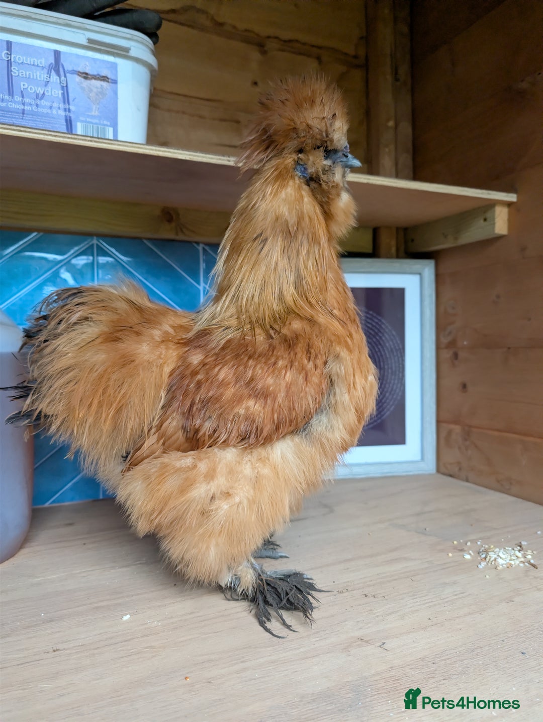 Chickens poultry for sale: Gorgeous Silkie Boy - Image 2