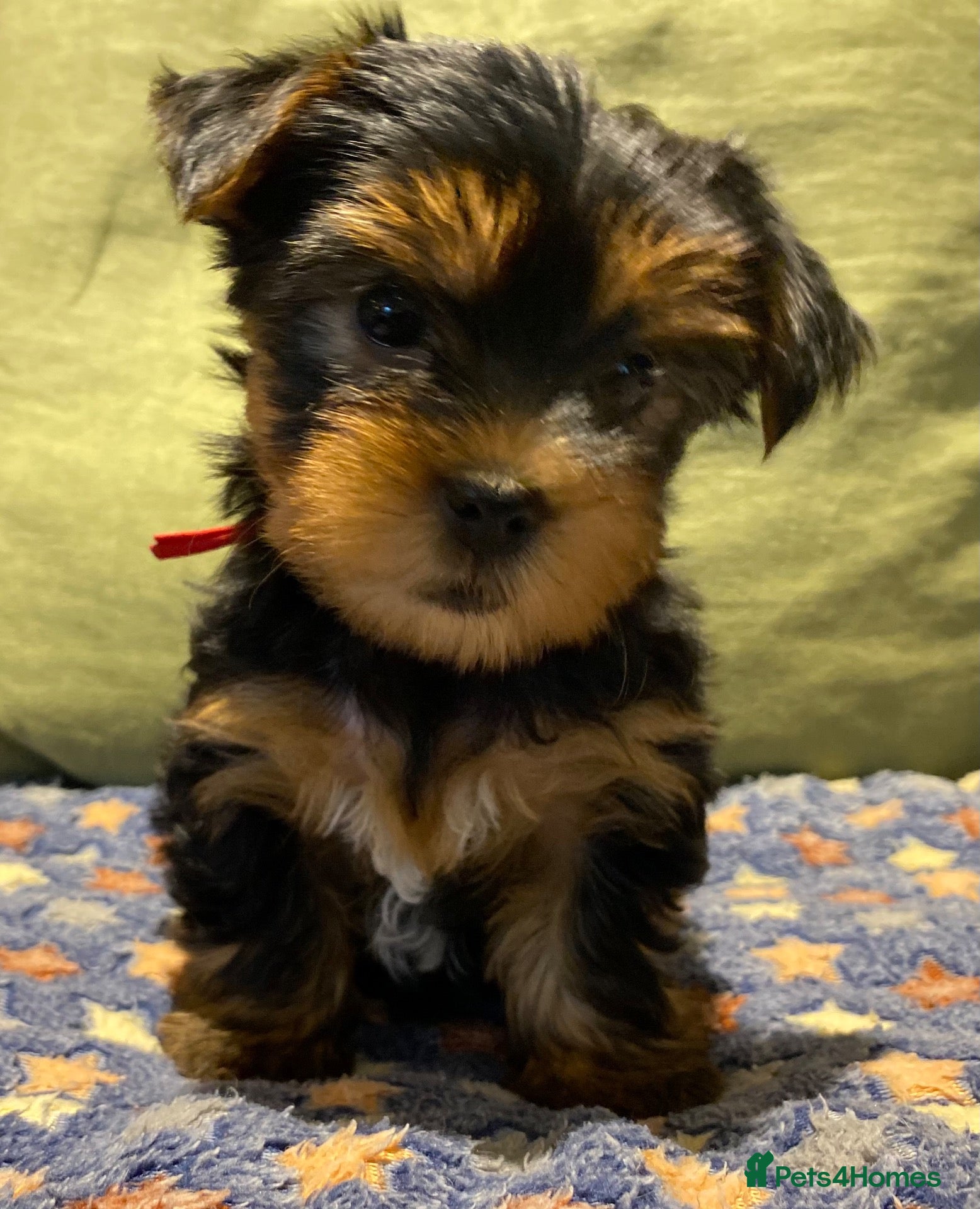 Yorkshire Terrier dogs for sale: Yorkshire Terrier Puppies  - Advert 15