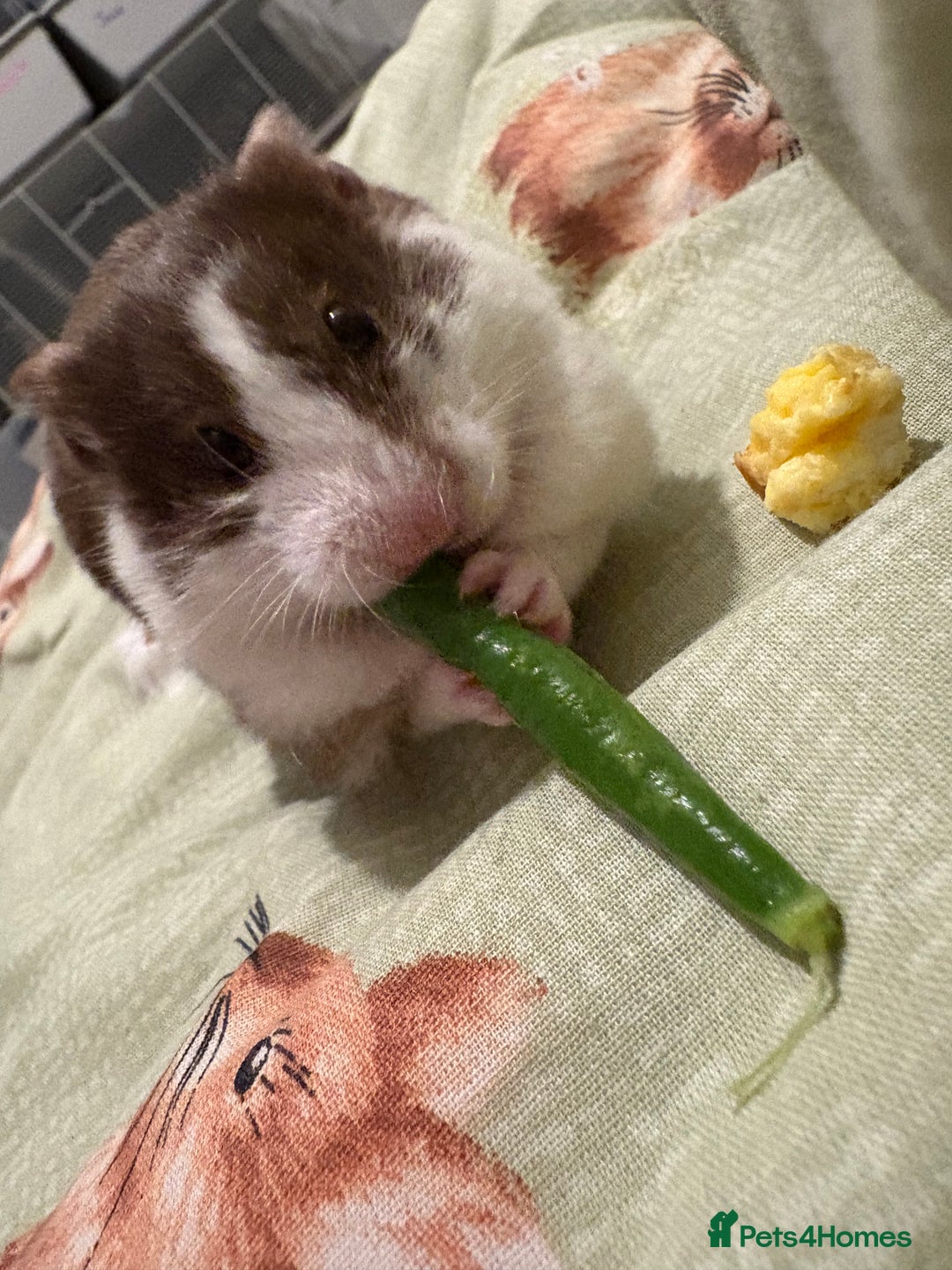 Hamster rodents for sale: Pedigree Syrian hamster waiting list🐹 - Advert 6