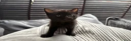 Mixed Breed cats for sale: 🐾✨BEAUTIFUL KITTENS - Advert 3