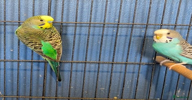 Budgerigars birds - Advert 5