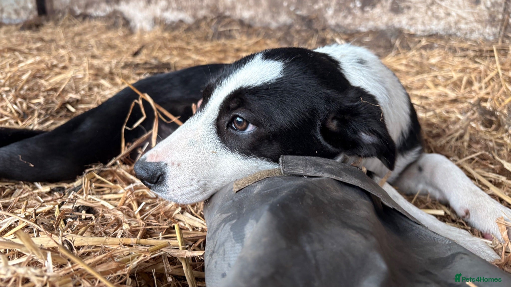 Border Collie dogs ONE REMAINING - Female Border Collie Puppies - Advert 1
