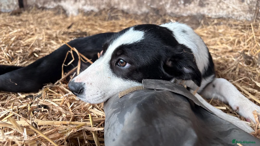 Border Collie dogs for sale: ONE REMAINING - Female Border Collie Puppies - Advert 1