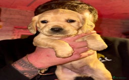 Mixed Breed dogs for sale: Beautiful Labrador × Sprocker Puppies  - Image 6