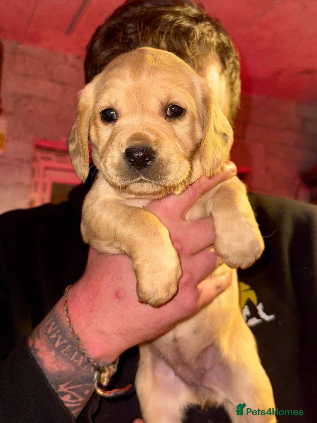 Mixed Breed dogs for sale: Beautiful Labrador × Sprocker Puppies  - Image 6