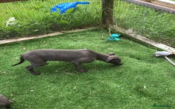 Whippet dogs for sale: KC whippets  - Image 3