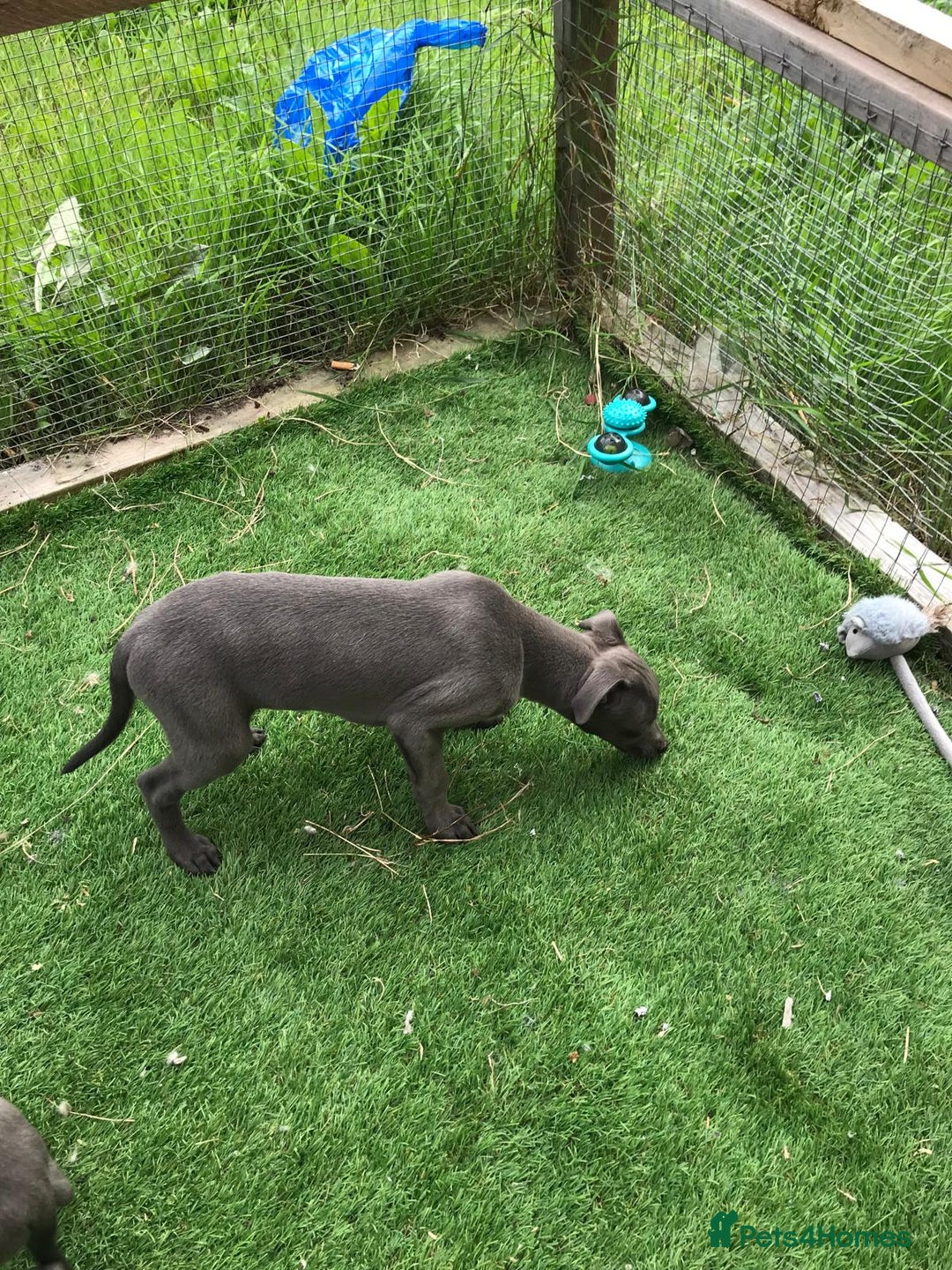 Whippet dogs for sale: KC whippets  - Image 3