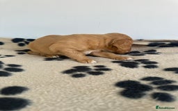 Cocker Spaniel dogs for sale: Working Cocker spaniel puppies  - Image 11