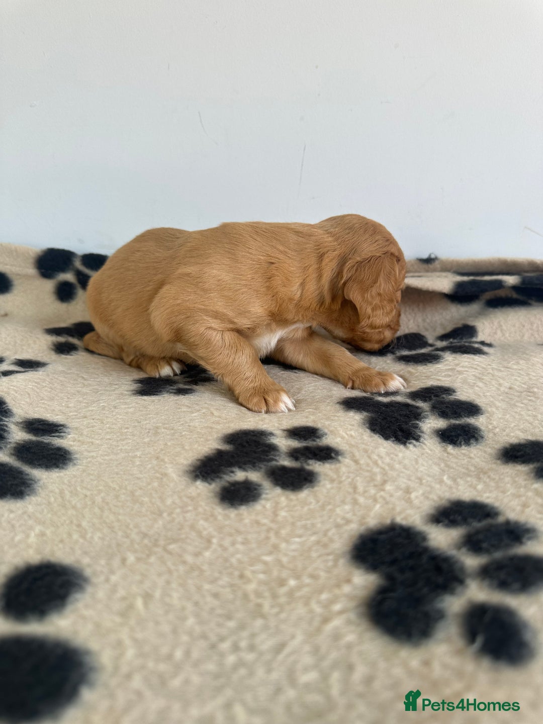 Cocker Spaniel dogs for sale: Working Cocker spaniel puppies  - Image 11