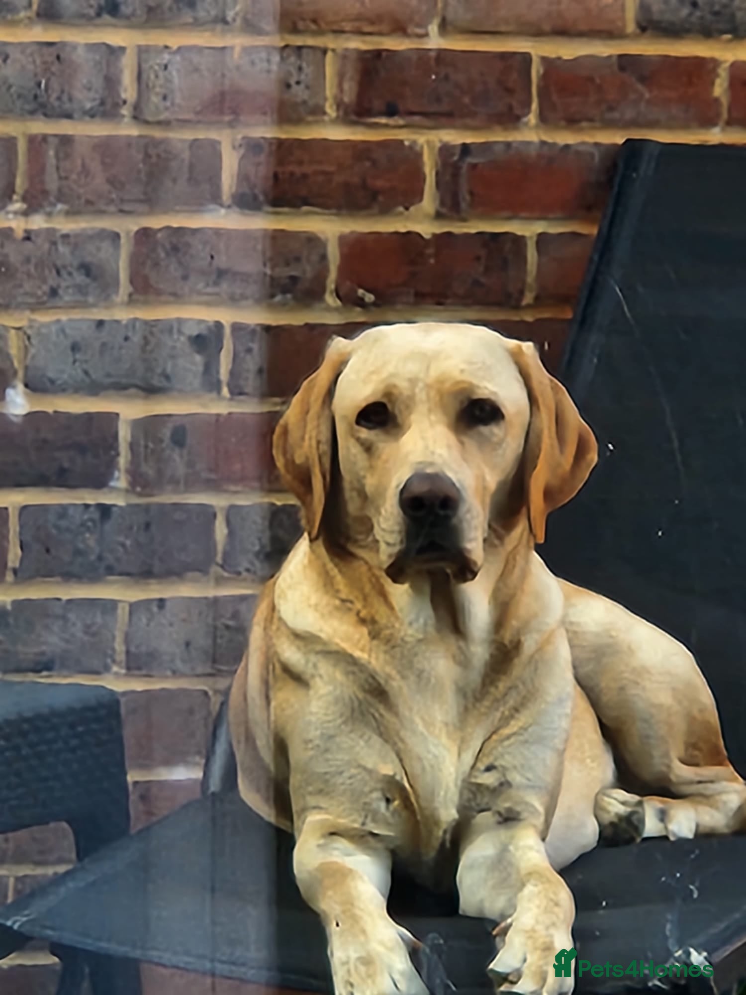 Labrador Retriever dogs Mel needs a new home - Advert 1
