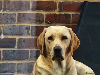 Labrador Retriever dogs Mel needs a new home - Advert 1