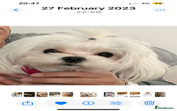 Maltese dogs for sale: KC Reg Korean Maltese girls - Image 23