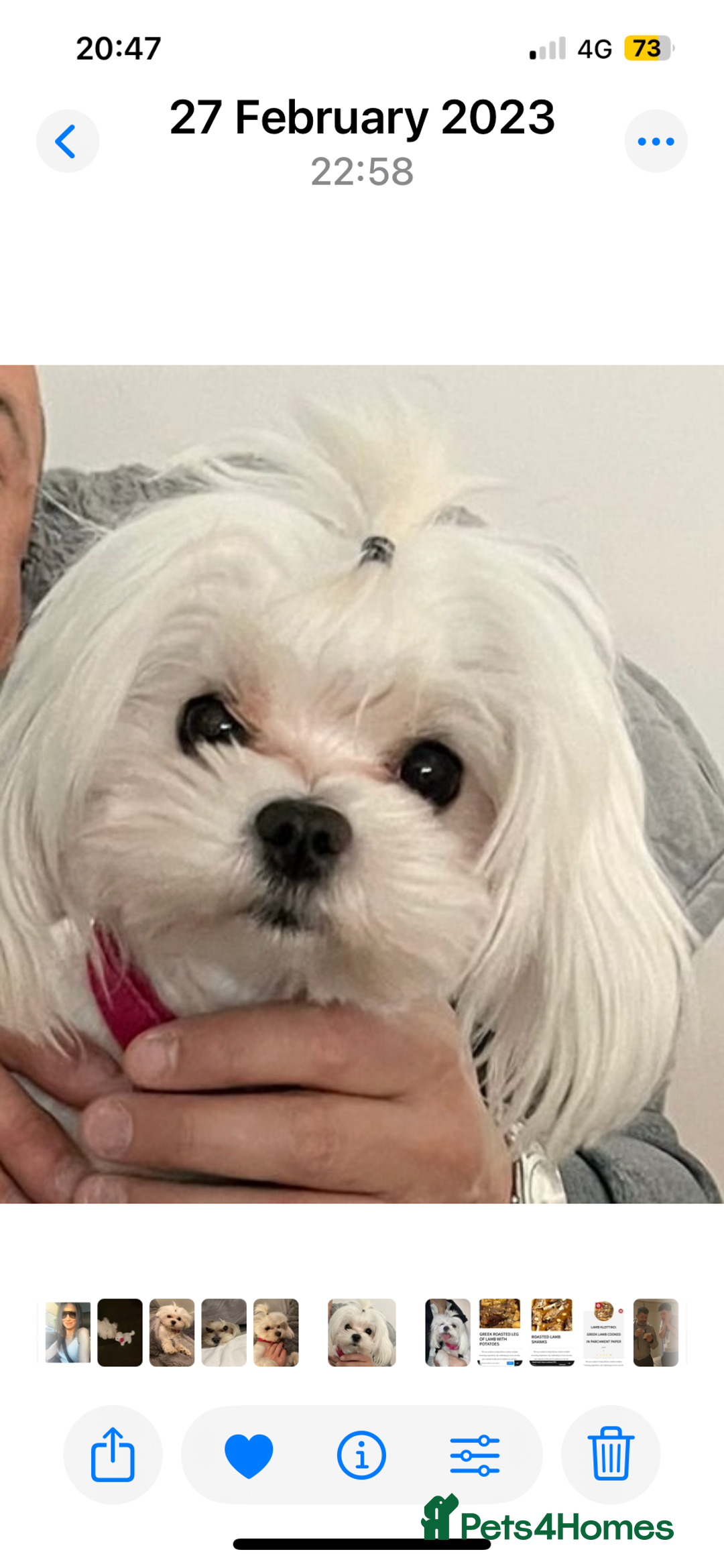 Maltese dogs for sale: KC Reg Korean Maltese girls - Image 23