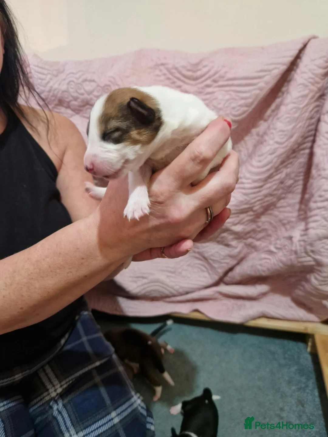 Mixed Breed dogs for sale: Beautiful collie x rough collie litter in Brackley - Advert 2